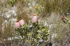 Protea speciosa