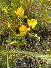 Disa tenuifolia