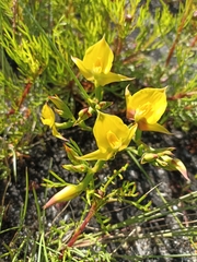 Disa tenuifolia