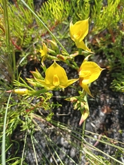 Disa tenuifolia