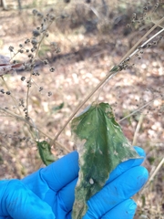 Chenopodiastrum simplex