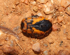 Dolichostethus levis