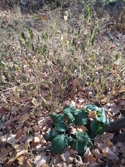 Chenopodiastrum simplex