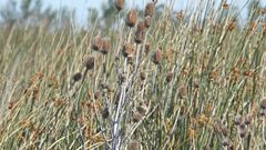 Cistothorus platensis