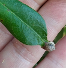 Andricus highlandensis