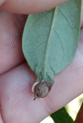 Andricus highlandensis