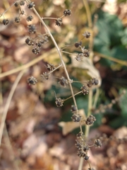 Chenopodiastrum simplex