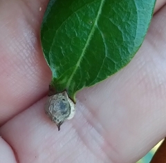 Andricus highlandensis