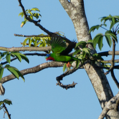 Vini australis