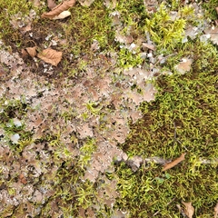 Peltigera rufescens
