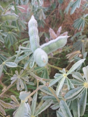 Lupinus cosentinii