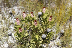 Protea speciosa
