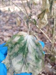 Chenopodiastrum simplex