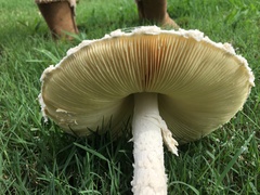 Saproamanita