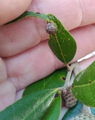 Andricus highlandensis