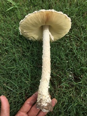 Saproamanita