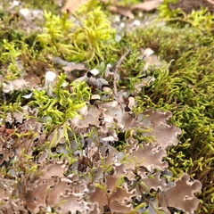 Peltigera rufescens