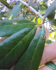 Andricus highlandensis