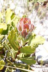 Protea speciosa
