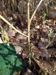 Chenopodiastrum simplex