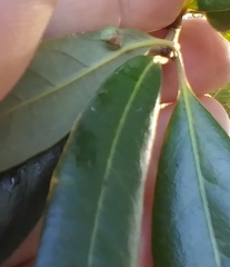 Andricus highlandensis