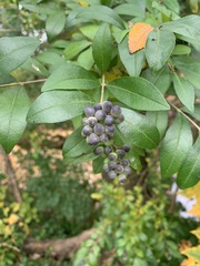 Ligustrum ovalifolium