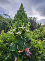 Bonatea speciosa