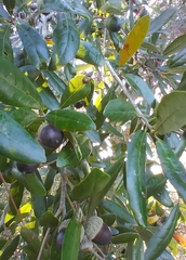 Andricus highlandensis