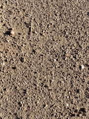 Meroles suborbitalis