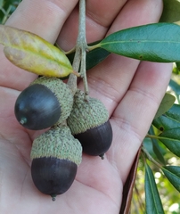 Andricus highlandensis