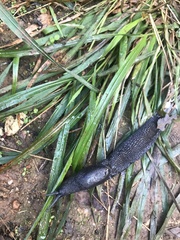 Limax cinereoniger