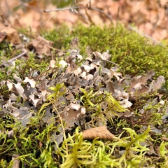 Peltigera rufescens