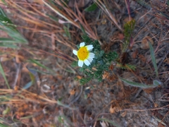 Glebionis coronaria