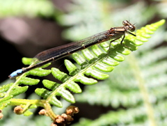 Pseudagrion draconis