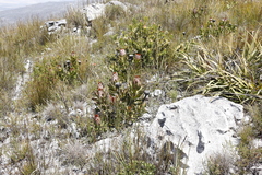 Protea speciosa