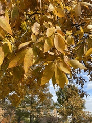 Carya glabra