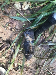 Limax cinereoniger