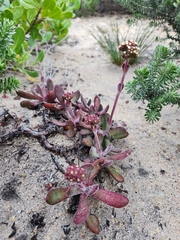Crassula nudicaulis