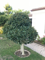 Ficus rubiginosa