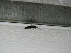 Elateridae