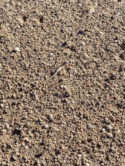 Meroles suborbitalis