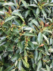 Ficus rubiginosa