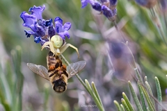 Misumena vatia