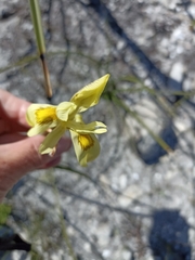 Moraea neglecta