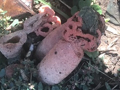 Lysurus periphragmoides