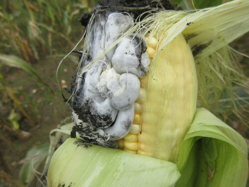 Corn Smut