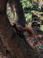 Sciurus vulgaris
