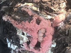 Lysurus periphragmoides