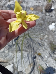 Moraea neglecta