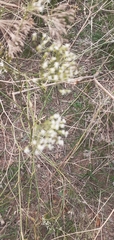 Falcaria vulgaris